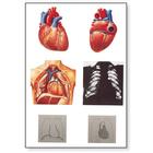 The Heart I Chart, Anatomy, 4006552 [V2053U], Anatomical Charts