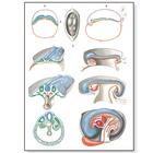 Embryology II Chart, 4006561 [V2067U], Anatomical Charts