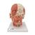 Head Musculature Model with Nerves - 3B Smart Anatomy, 1008543 [VB129], Head Models (Small)