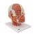 Head Musculature Model with Nerves - 3B Smart Anatomy, 1008543 [VB129], Head Models (Small)