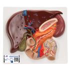 Liver Model with Gall Bladder, Pancreas & Duodenum - 3B Smart Anatomy, 1008550 [VE315], Digestive System Models