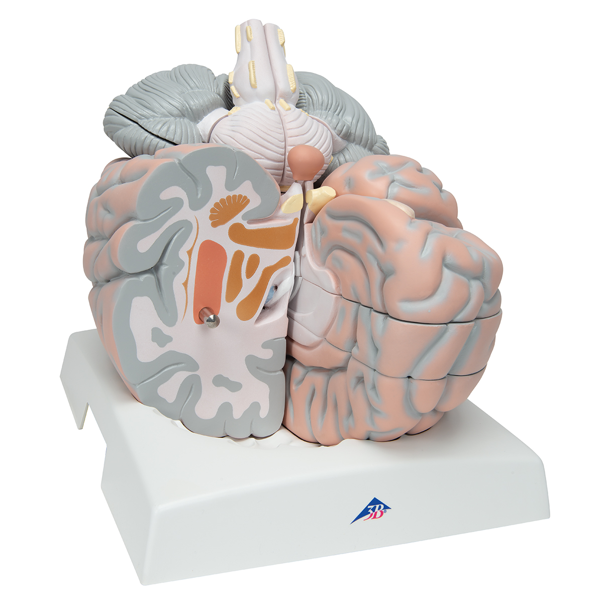 Brain 85. Муляж мозга. Разборная модель головного мозга. Макет мозга. Модель мозга человека.