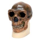 Replica Homo Erectus Pekinensis Skull (Weidenreich, 1940), 1001293 [VP750/1], Anthropological Skulls