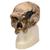 Replica Homo steinheimnensis Skull (Berkhemer, 1936), 1001296 [VP753/1], Anthropological Skulls (Small)