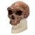 Replica Homo rhodesiensis Skull (Broken HillŸ Woodward, 1921), 1001297 [VP754/1], Anthropological Skulls (Small)