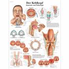 Der Kehlkopf, 4006585 [VR0248UU], Speech Organs