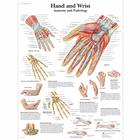 Hand and Wrist Chart - Anatomy and Pathology, 1001484 [VR1171L], Skeletal System