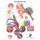 Human Ear Chart, 1001500 [VR1243L], Ear, Nose and Throat (ENT)