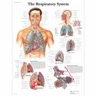 The Respiratory System Chart, 4006675 [VR1322UU], Respiratory System
