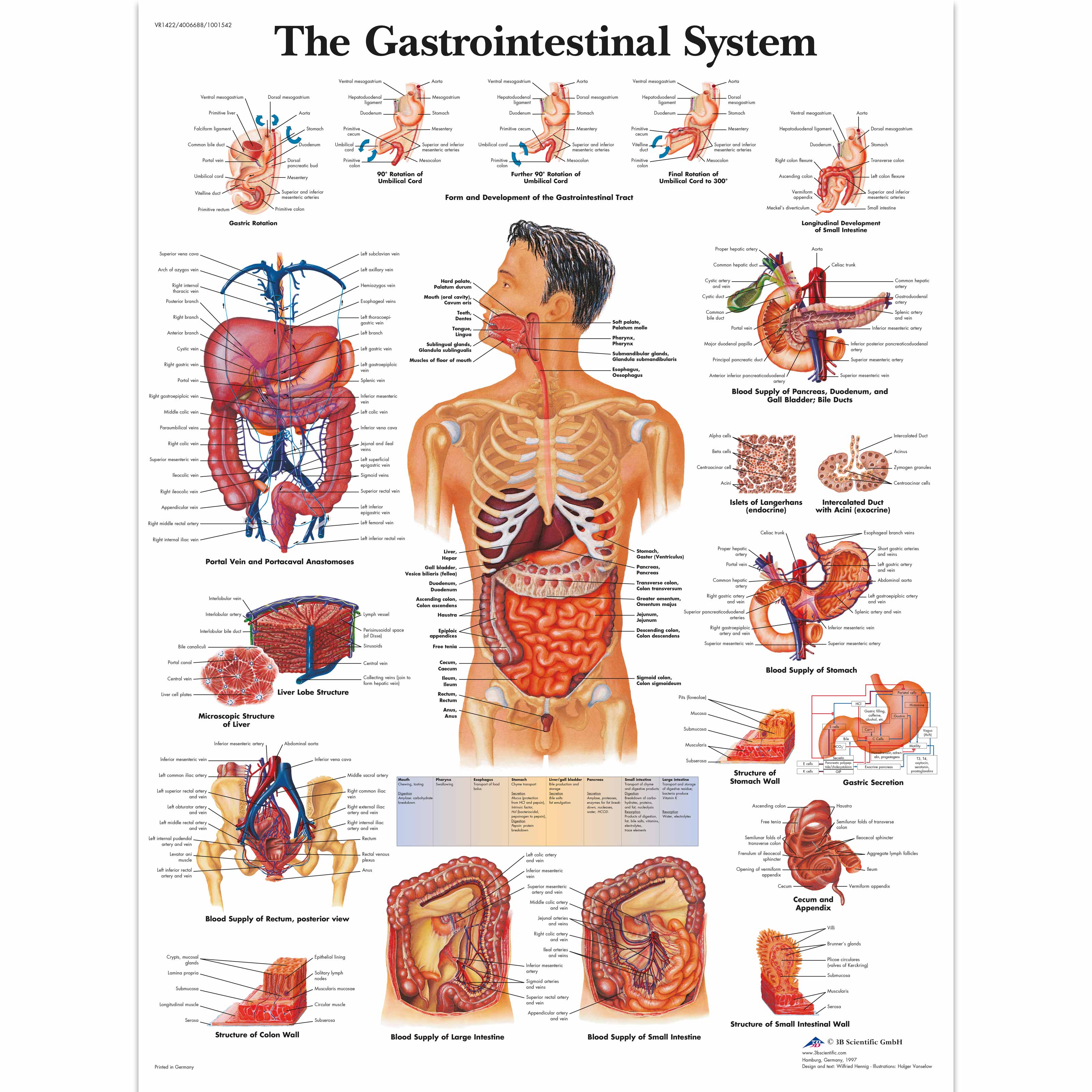 Basic Anatomy Chart