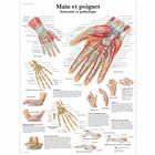 Main et poignet - Anatomie et pathologie, 4006741 [VR2171UU], Skeletal System