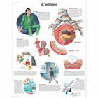 L'asthme, 1001686 [VR2328L], Respiratory System