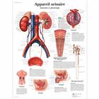 Appareil urinaire, Anatomie et physiologie, 4006781 [VR2514UU], Urinary System