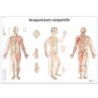 Acupuncture corporelle, 1001795 [VR2820L], Acupuncture Charts and Models
