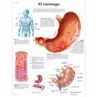 El estómago, 1001877 [VR3426L], Digestive System