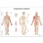 Acupuntura corporal, 1001959 [VR3820L], Acupuncture Charts and Models