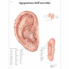 Agopuntura dell'orecchio, 1002135 [VR4821L], Acupuncture Charts and Models