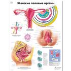 The Female Genital Organs Chart, 1002309 [VR6532L], Gynaecology