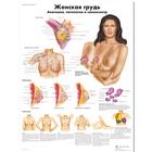 Female Breast Chart - Anatomy, Pathology and Self-Examination, 1002317 [VR6556L], Gynaecology