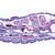 Vermes (Helminthes) - German Slides, 1003855 [W13003], Microscope Slides LIEDER (Small)