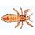 Insect (Insecta) - German Slides, 1003867 [W13006], Invertebrate (Invertebrata) (Small)