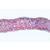 Angiospermae I. Gymnospermae - English Slides, 1003974 [W13045], Microscope Slides LIEDER (Small)