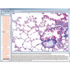 CD with micro images for school series B, 1004270 [W13451], Biology Software