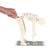 Lifting Demonstration Figure, 1005101 [W19007], Human Spine Models (Small)