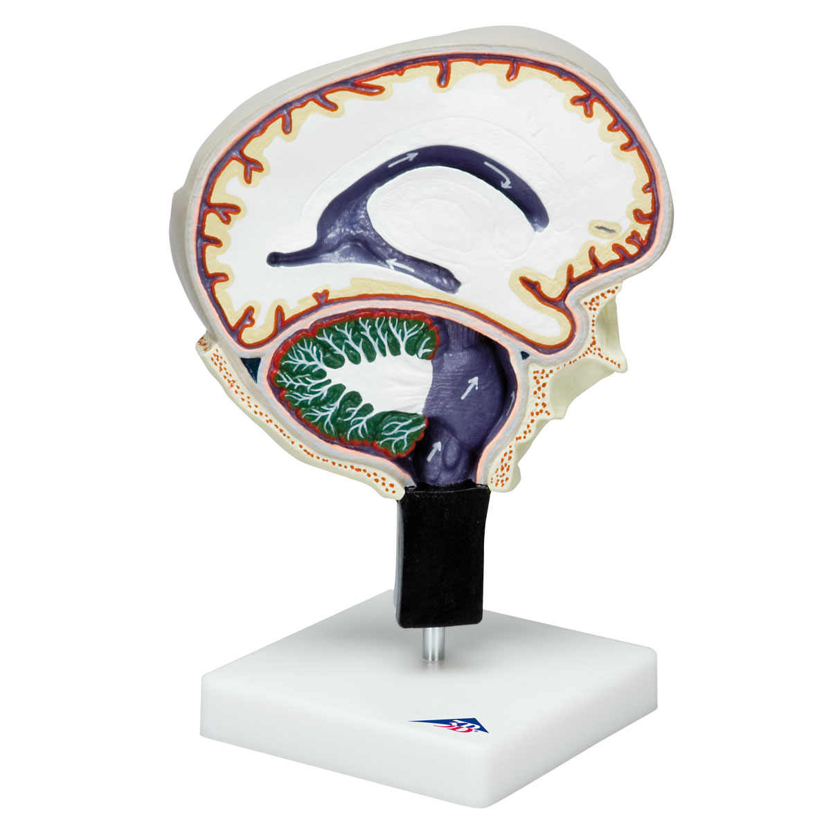 Anatomical Teaching Models Biology Diagrams
