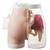 Two-in-One i.m. Injection Model of Buttock, 1005394 [W30503], Intramuscular (I.m.) and Intradermal (Small)