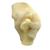 Canine Shoulder Model, 1019580 [W33355], Osteology (Small)