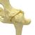 Canine Pelvis (Hip) Model, 1019578 [W33356], Osteology (Small)