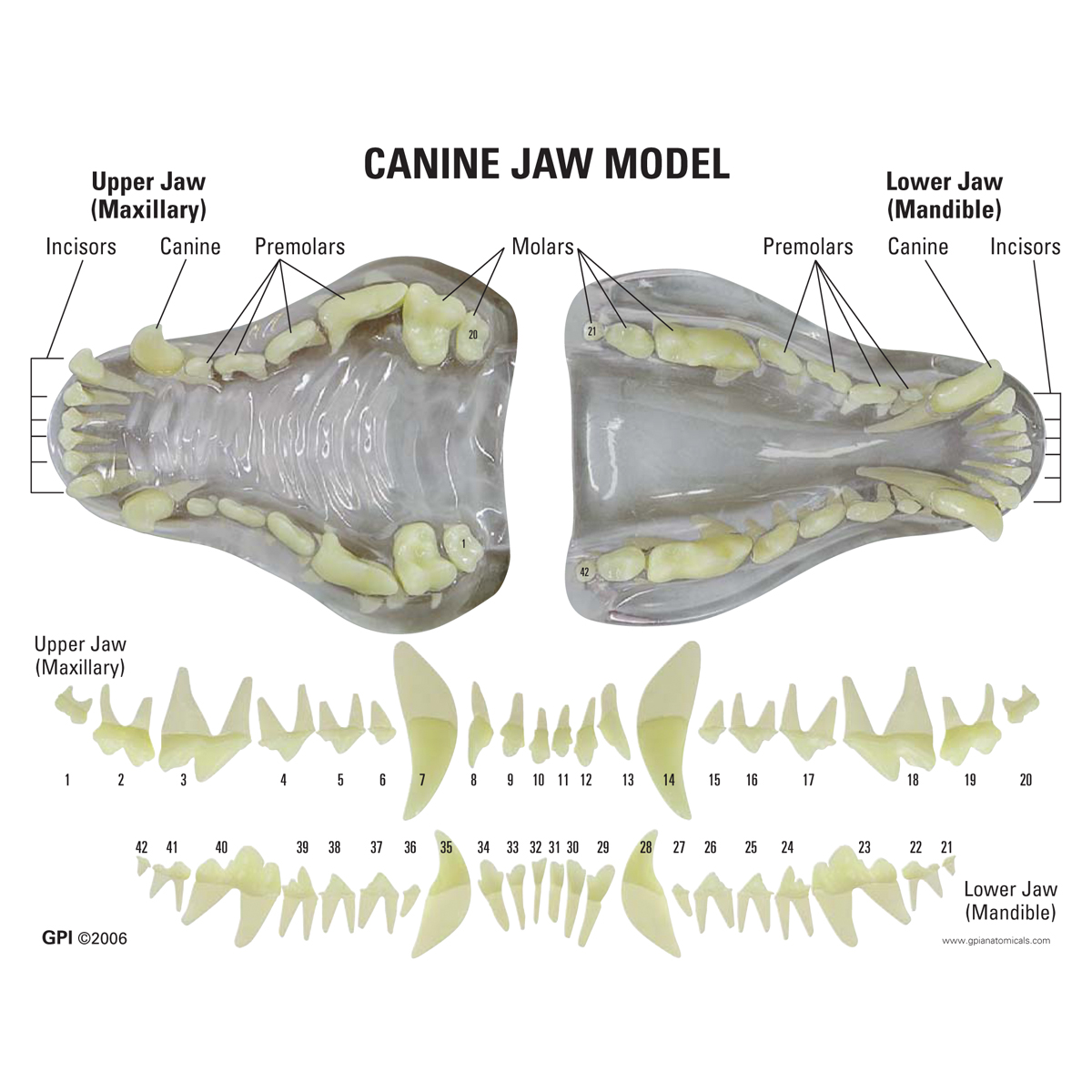 Canine Jaw Model Clear 1019592 W33361 9196 Stomatology 3b