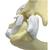 Feline Elbow-Shoulder Model, 1019588 [W33378], Osteology (Small)
